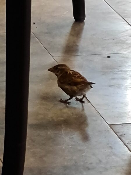 MentorRing med svensk uppfinnarförening