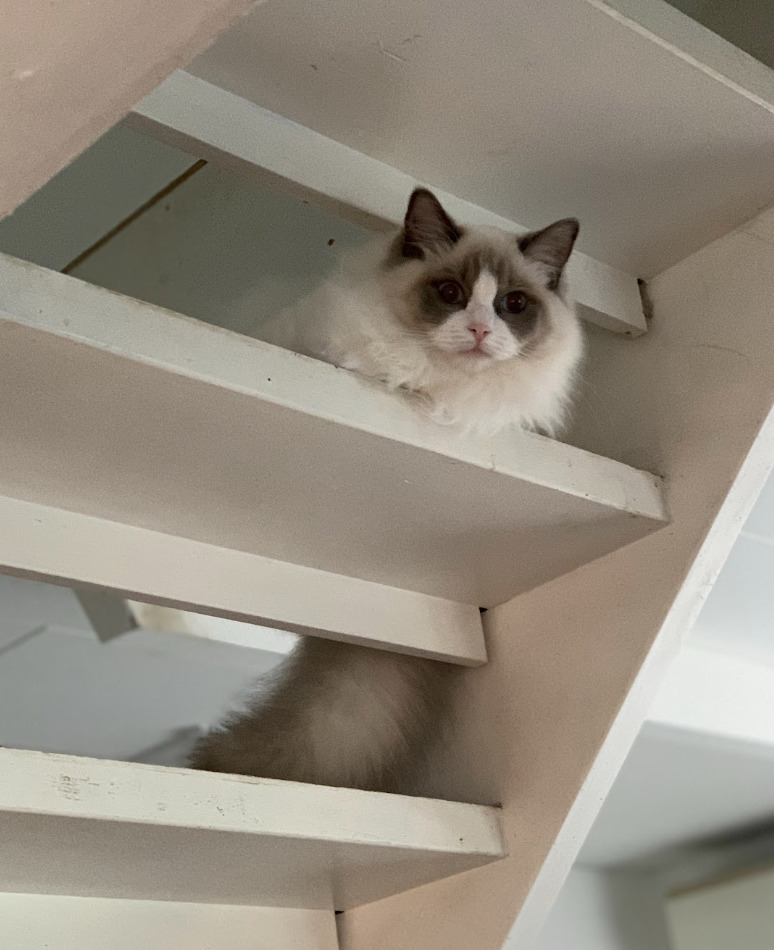 Gå ut med sin katt i koppel