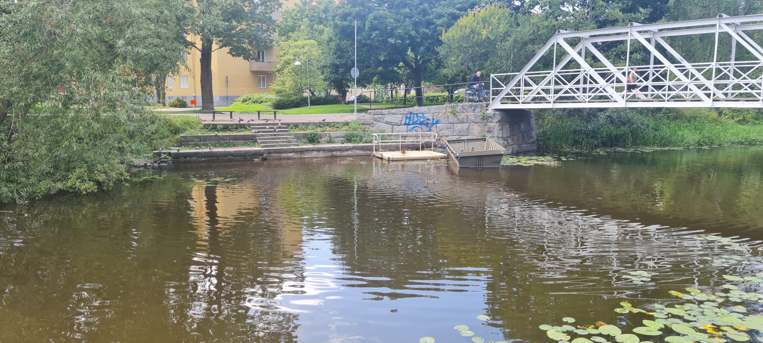 Just nu fisksorten aspar i Fyrisån