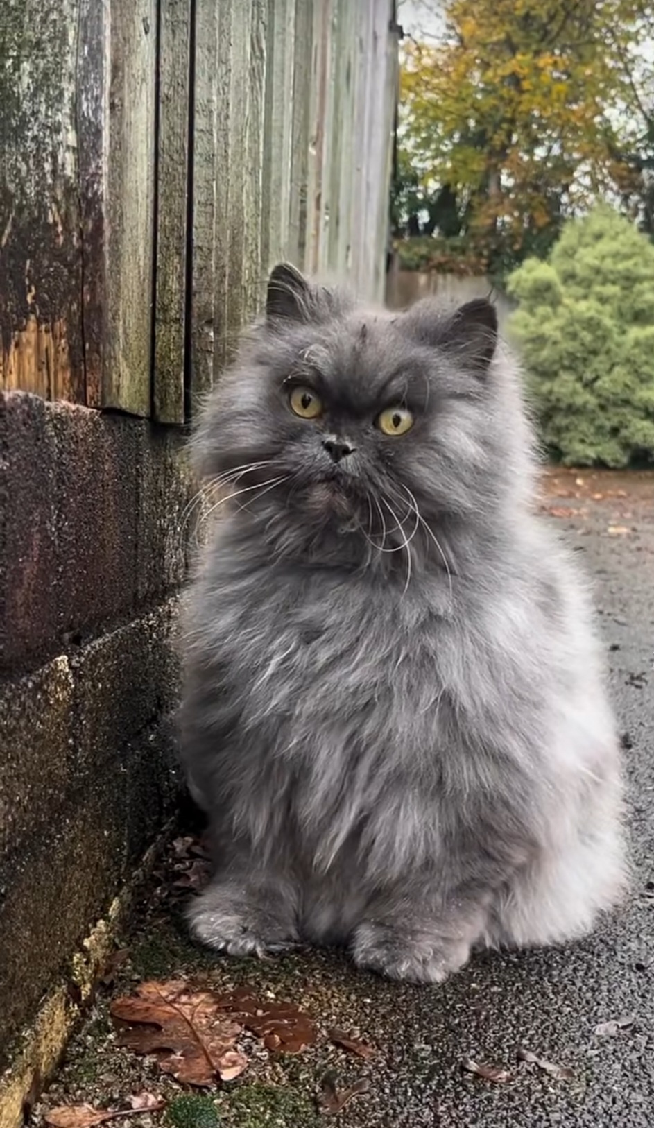 De mest populära kattraserna – och några du aldrig hört talas om