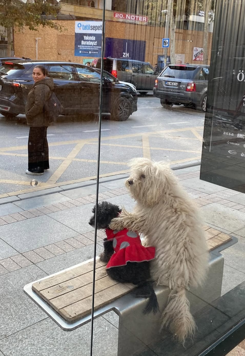 Väluppfostrad hund i Grekland