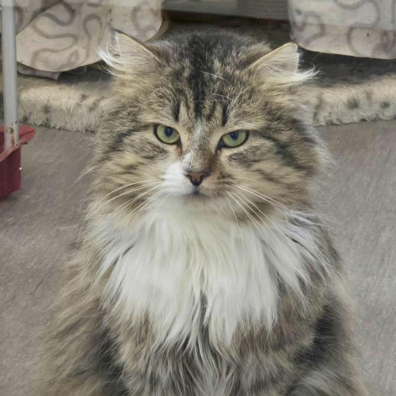 Om katter hade startat upp en matblogg